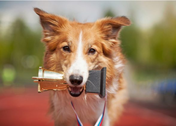 Perfect Show Dogs Becoming a Show Dog: A Beginner’s Guide to Get Started