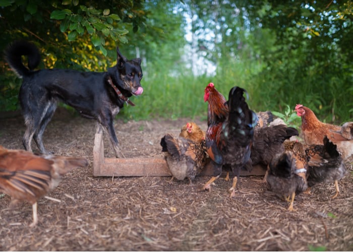 How to introduce dogs to your chickens - Step 5