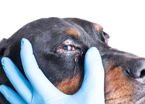 Eye Boogers a.k.a. Dog Eye Discharge: Causes & Treatments