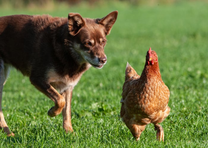 Why dogs chase chickens