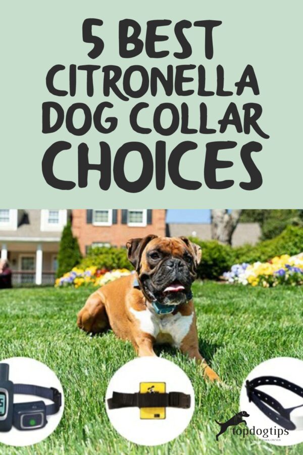 5 Best Citronella Dog Collar Choices to Stop Dogs Barking