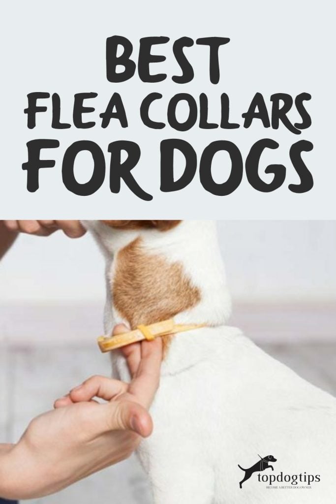 Best Flea Collars for Dogs