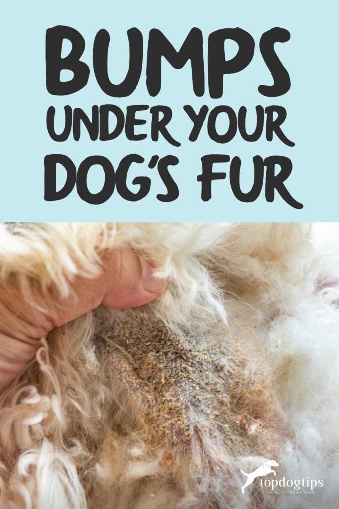 Bumps Under Your Dog's Fur: Here's 5 Things It Could Be