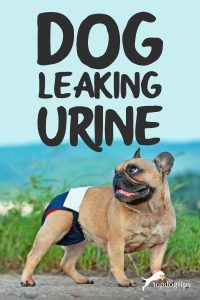 Dog Leaking Urine: Causes, Diagnosis, Treatments and Essential Supplies
