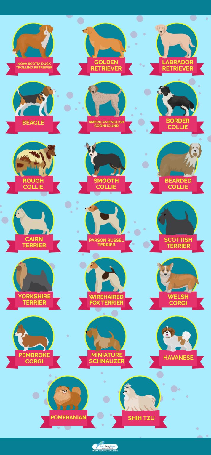 38 DoubleCoated Dogs and How to Groom Them Properly