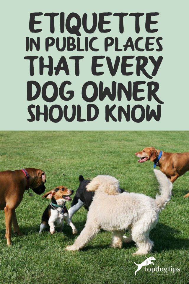 Curated visual reference: Gallery Detail: Etiquette In Public Places That Every Dog Owner Should Know