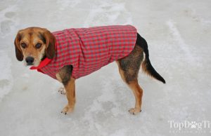 How To Put On A Dog Jacket How To Put On A Dog Jacket