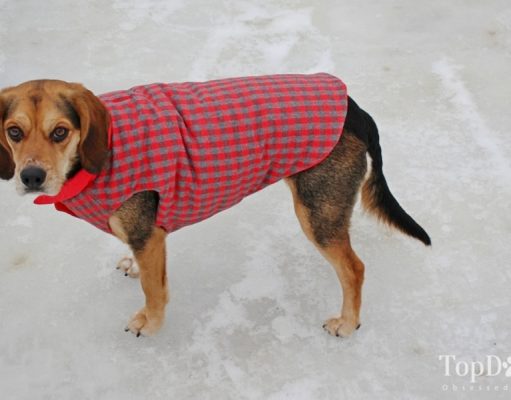 How To Put On A Dog Jacket How To Put On A Dog Jacket