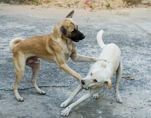 Dog Fights: An Informative Guide On How To Stop Them Dog Fights: An Informative Guide On How To Stop Them