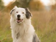 Hearing Loss In My Dog And What To Do: An Informative Guide Hearing Loss In My Dog And What To Do: An Informative Guide