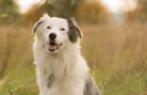 Hearing Loss In My Dog And What To Do: An Informative Guide Hearing Loss In My Dog And What To Do: An Informative Guide