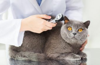 Let’s Talk About Cat Disease: 8 Cat Diseases To Look Out For Let’s Talk About Cat Disease: 8 Cat Diseases To Look Out For