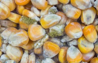 Aflatoxin Poisoning Linked To Midwestern Pet Foods, Inc. says FDA Aflatoxin Poisoning Linked To Midwestern Pet Foods, Inc. says FDA.