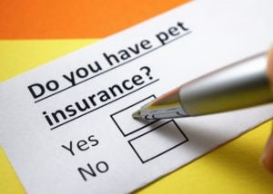 What Is Pet Insurance?