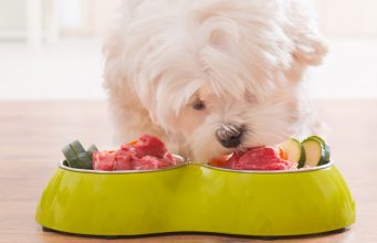 Review: Fresh Dog Food Delivery Services Top 10 Best Fresh Dog Food Services That You Should Try