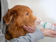 5 Best Dog Oxygen Masks and Inhalers best dog oxygen masks and inhalers