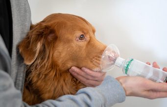5 Best Dog Oxygen Masks and Inhalers best dog oxygen masks and inhalers
