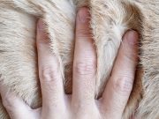 How To Get Rid of Dandruff On Dogs how to get rid of dandruff on dogs