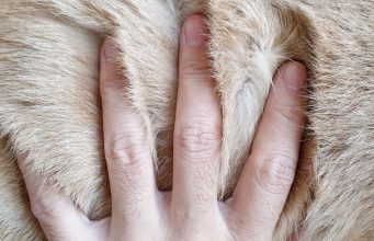How To Get Rid of Dandruff On Dogs how to get rid of dandruff on dogs