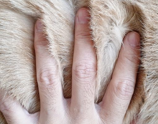How To Get Rid of Dandruff On Dogs how to get rid of dandruff on dogs