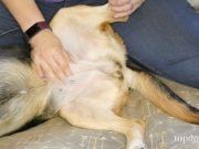 How To Massage Gas Out of Dogs how to massage gas out of dogs