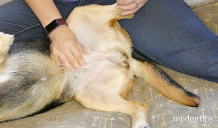 Picture of DIY Dog Gas Relief Home Remedies – Top Dog Tips