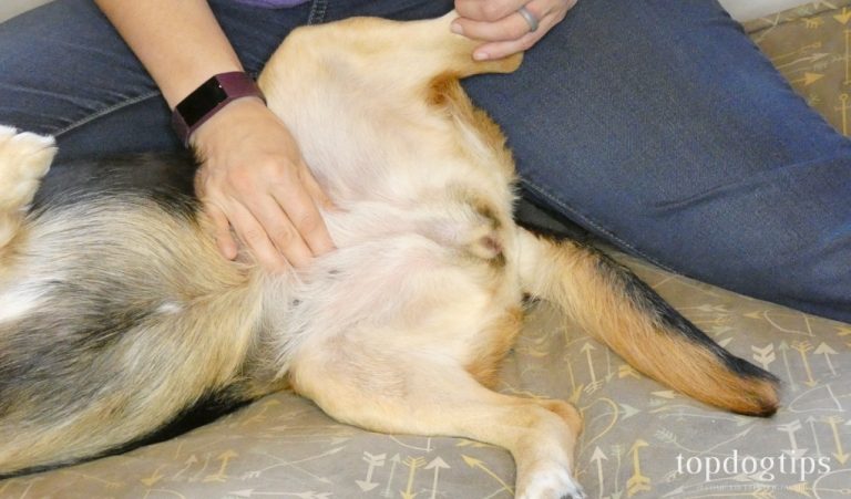 A closer look at Grazing Helps Dogs With Gas Relief
