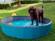 Top 12 Best Dog Swimming Pool Choices for Summer Top 12 Best Dog Pool Choices for Summer