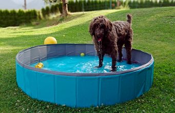 Top 12 Best Dog Swimming Pool Choices for Summer Top 12 Best Dog Pool Choices for Summer