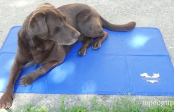 Review: Arf Pets Cooling Mat for Dogs Arf Pets Cooling Mat