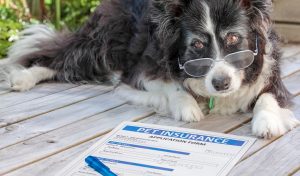 Do You Need Pet Insurance? Your Guide to Insuring Your Pets – Top Dog Tips