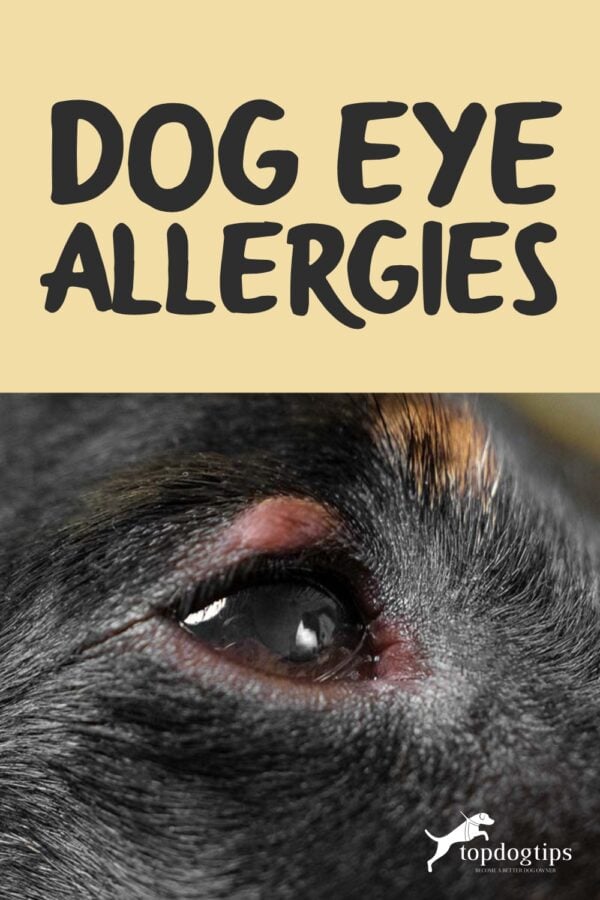 Dog Eye Allergies: Symptoms, Causes and Treatments, Home Remedies - Dog Eye Problems From Allergies