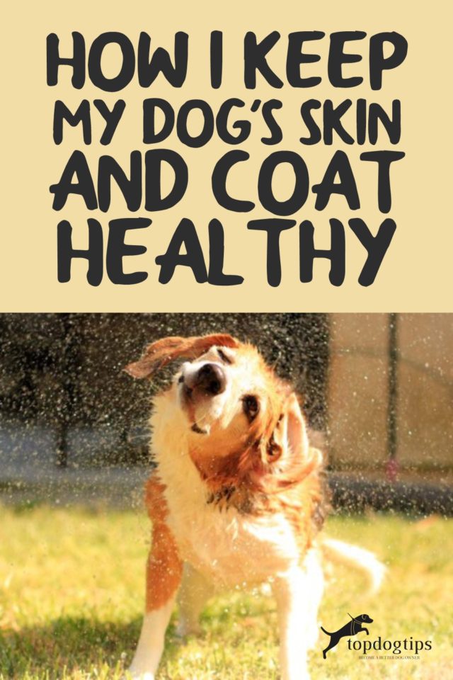 How I Keep My Dog's Skin and Coat Healthy Top Dog Tips