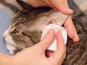 How To Clean A Cat’s Ears in 4 Easy Steps How To Clean A Cat's Ears