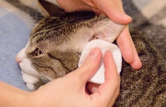 How To Clean A Cat’s Ears in 4 Easy Steps How To Clean A Cat's Ears