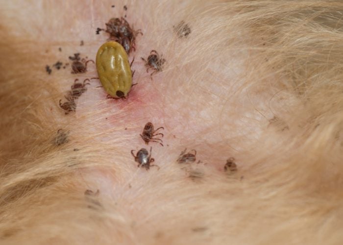 Folliculitis in Dogs 10 Causes and How to Treat Them