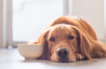 20 Reasons Why A Dog Won’t Eat or Drink: An Overview 20 Reasons Why A Dog Won't Eat or Drink: An Overview