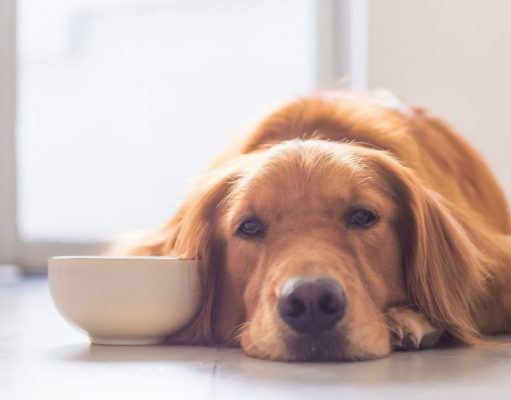 20 Reasons Why A Dog Won’t Eat or Drink: An Overview 20 Reasons Why A Dog Won't Eat or Drink: An Overview