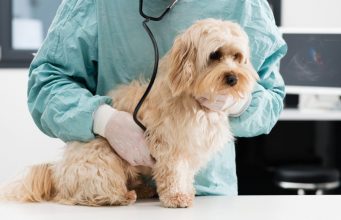 Congestive Heart Failure in Dogs: What to Expect and Do Congestive Heart Failure in Dogs: What to Expect and Do