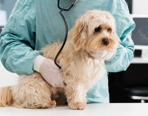 Congestive Heart Failure in Dogs: What to Expect and Do Congestive Heart Failure in Dogs: What to Expect and Do