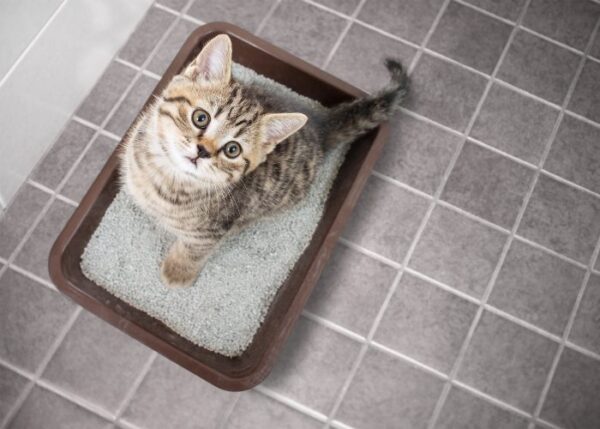 View of Litter Training Your New Kitten Or Cat: A Comprehensive Guide