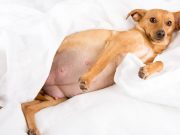 Unwanted Pregnancy in Dogs: Prevention and Termination Unwanted Pregnancy in Dogs: Prevention and Termination