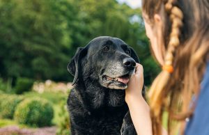 Senior Dog Home Preparation: Tips and Tricks For Comfort Senior Dog Home Preparation: Tips and Tricks For Comfort