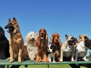 Ten Most Dangerous States For Dogs To Live In: An Overview Ten Most Dangerous States For Dogs To Live In: An Overview