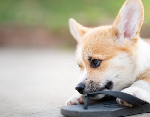 What To Do If Your Dog Swallows Something He Shouldn’t What To Do If Your Dog Swallows Something
