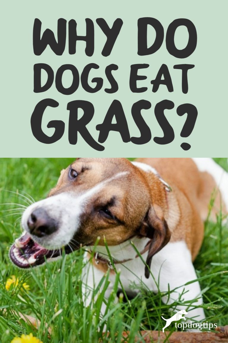 Why Do Dogs Eat Grass? – Top Dog Tips