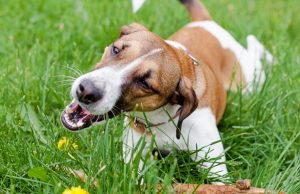 Why Do Dogs Eat Grass? Why Do Dogs Eat Grass
