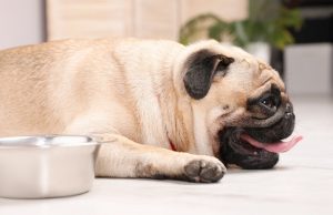 How To Tell If Your Dog Is Dehydrated? how to tell if your dog is dehydrated
