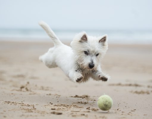Top 10 Small Dog Breeds Small Dog Breeds (Top 10)