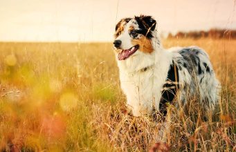 Australian Shepherd Dog Breed Profile Australian Shepherd